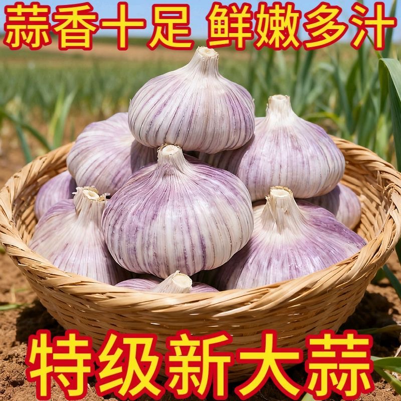 【今年新干蒜降价了】正宗紫白皮大蒜头新鲜干蒜可吃可种植辛辣提香