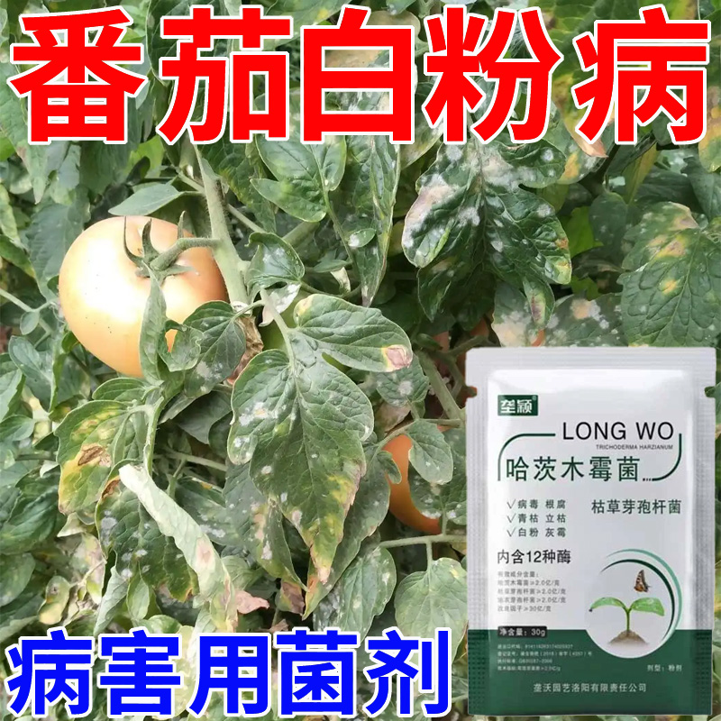 番茄西红柿白粉病专用微生物菌剂灰霉病叶斑病炭疽病肥料不伤蔬菜
