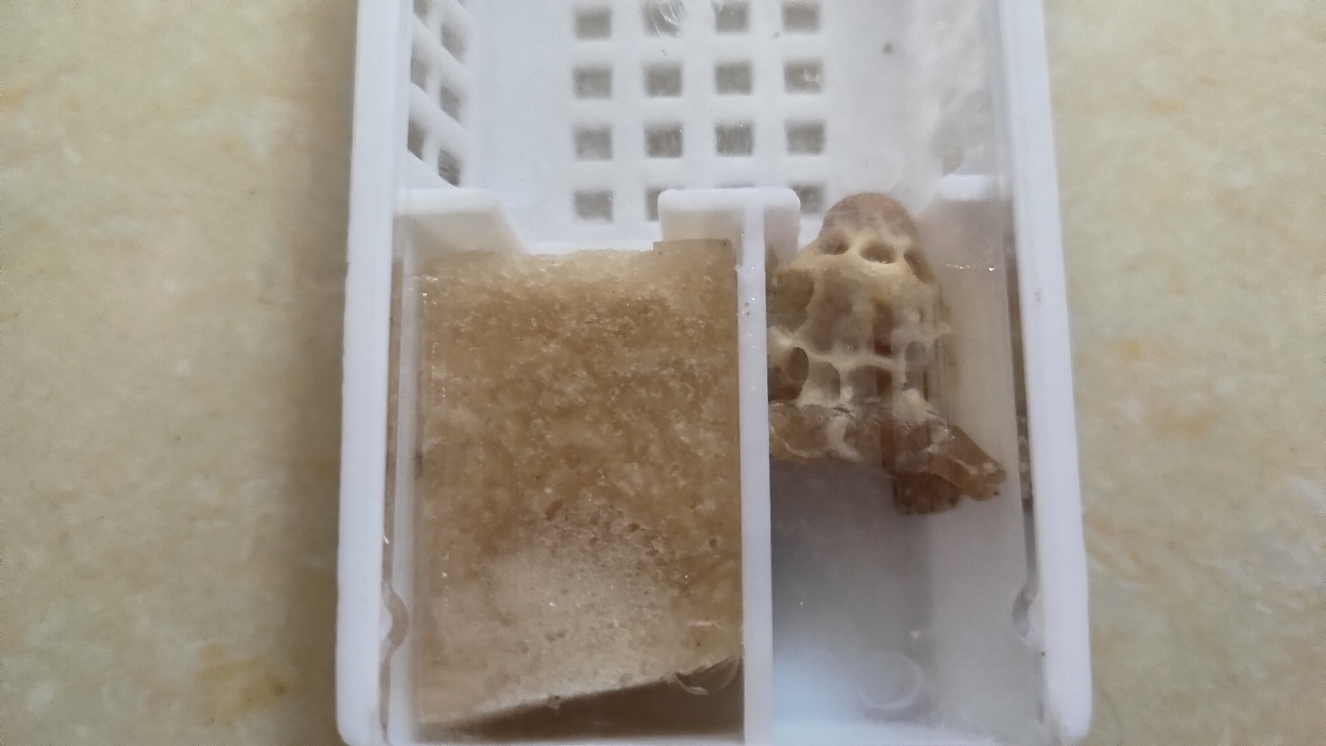 王台中蜂王台高端科技杂交蜂王台爆产卵快籽卵脾多抗病易王养蜂