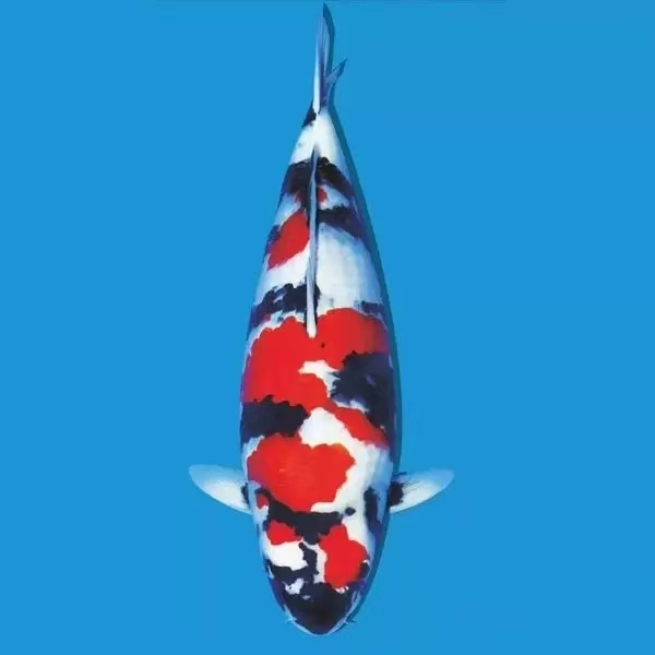 锦鲤观赏鱼红白大正昭和芥子茶鲤金松叶火鲤黄金淡水冷水渔场直发