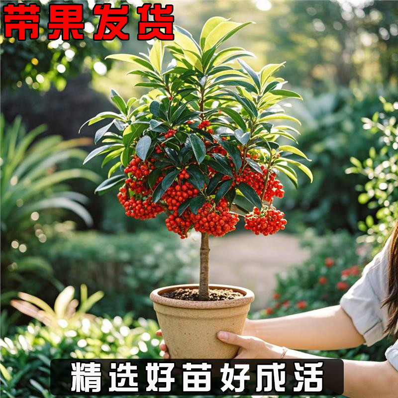 富贵籽盆栽带红果客厅大盆栽办公室绿植黄金万两富贵籽花卉植物