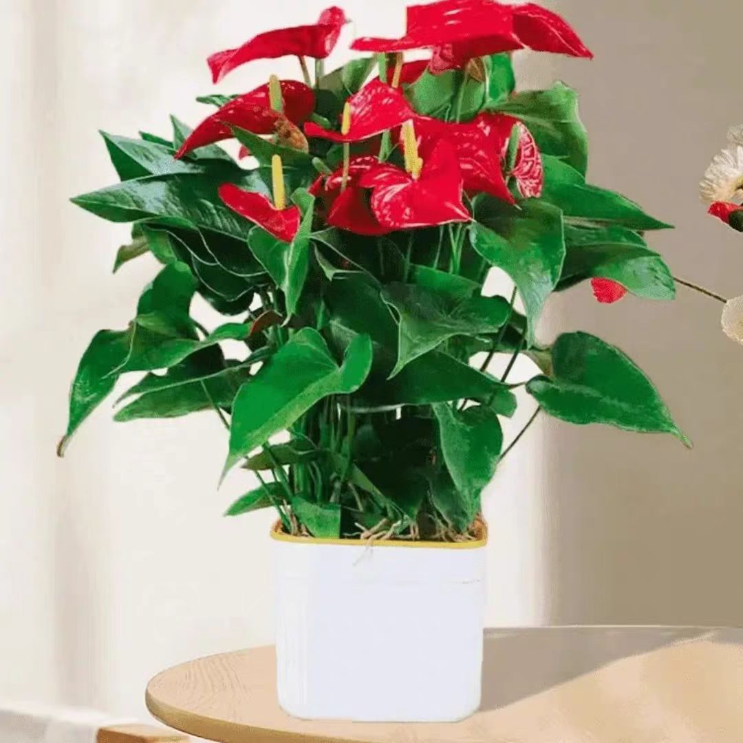 大盆红掌5—7掌四季开花绿植花卉室内40—60cm