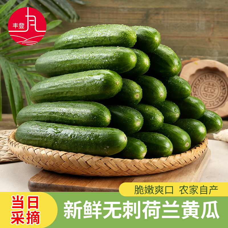水果黄瓜新鲜生吃小黄瓜3/5斤当季现摘无刺小青瓜蔬菜批发一整箱