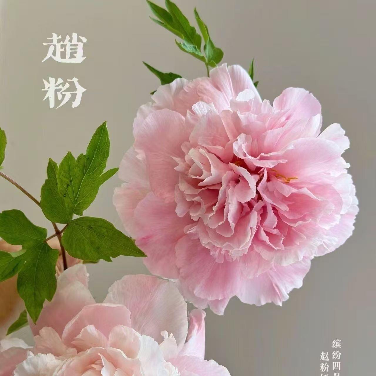 洛阳正宗牡丹花苗大苗花卉室内北方耐寒重瓣花卉牡丹花盆栽