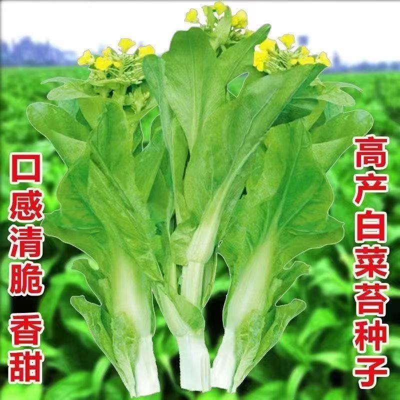 【ZS奶油白菜苔种子】青菜菜心苔芯大田庭院盆栽春秋四季采收种籽