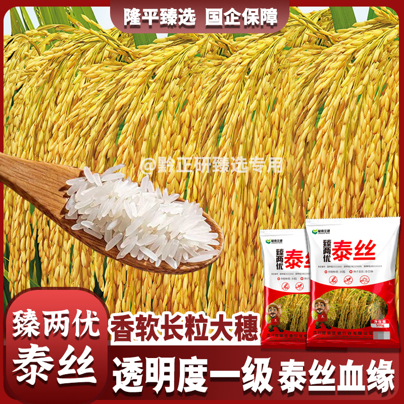 臻两优泰丝水稻种子香米水稻香稻高产稳产抗性强米香饭好吃香稻