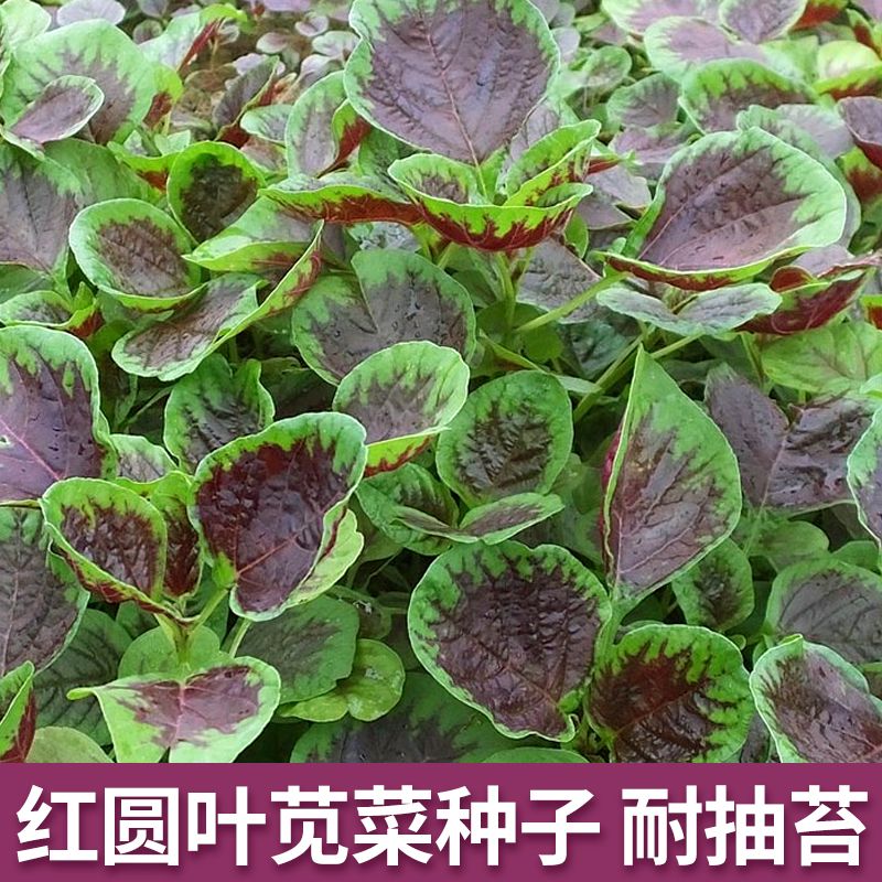 红苋菜种子圆叶速生蔬菜种籽阳台盆栽菜地均可种耐热肉厚味嫩滑