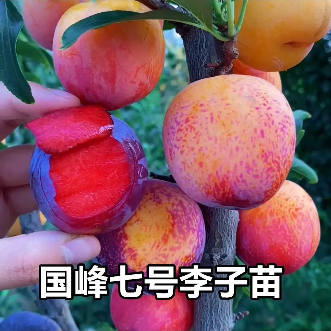 国峰七号李子树苗嫁接晚熟蜂糖李苗南北方栽种耐寒地栽果树果苗