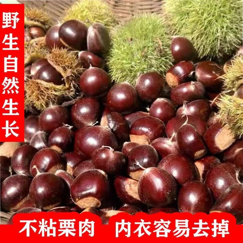 湘西农家深山老树新鲜毛栗子坏果包赔香味浓郁