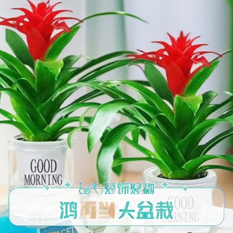 鸿运当头盆景室内植物红花卉盆栽绿植凤梨阳台办公客厅小红星