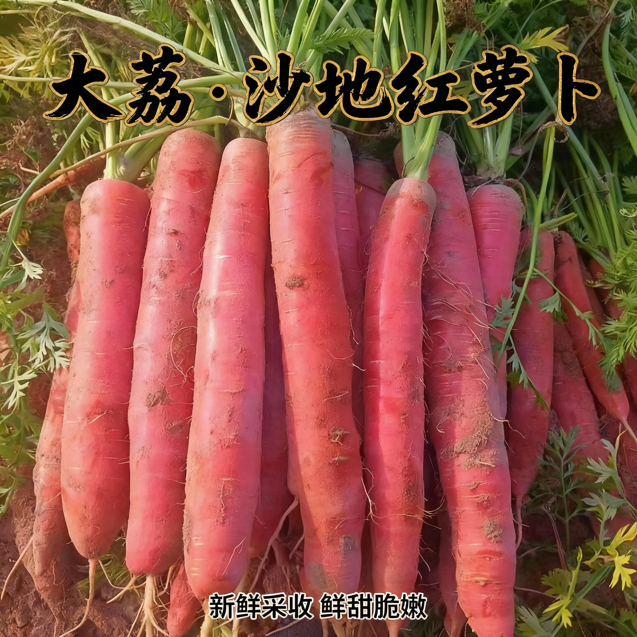 陕西大荔沙地水果红萝卜新鲜带泥脆爽可口应季蔬菜冬季滋补