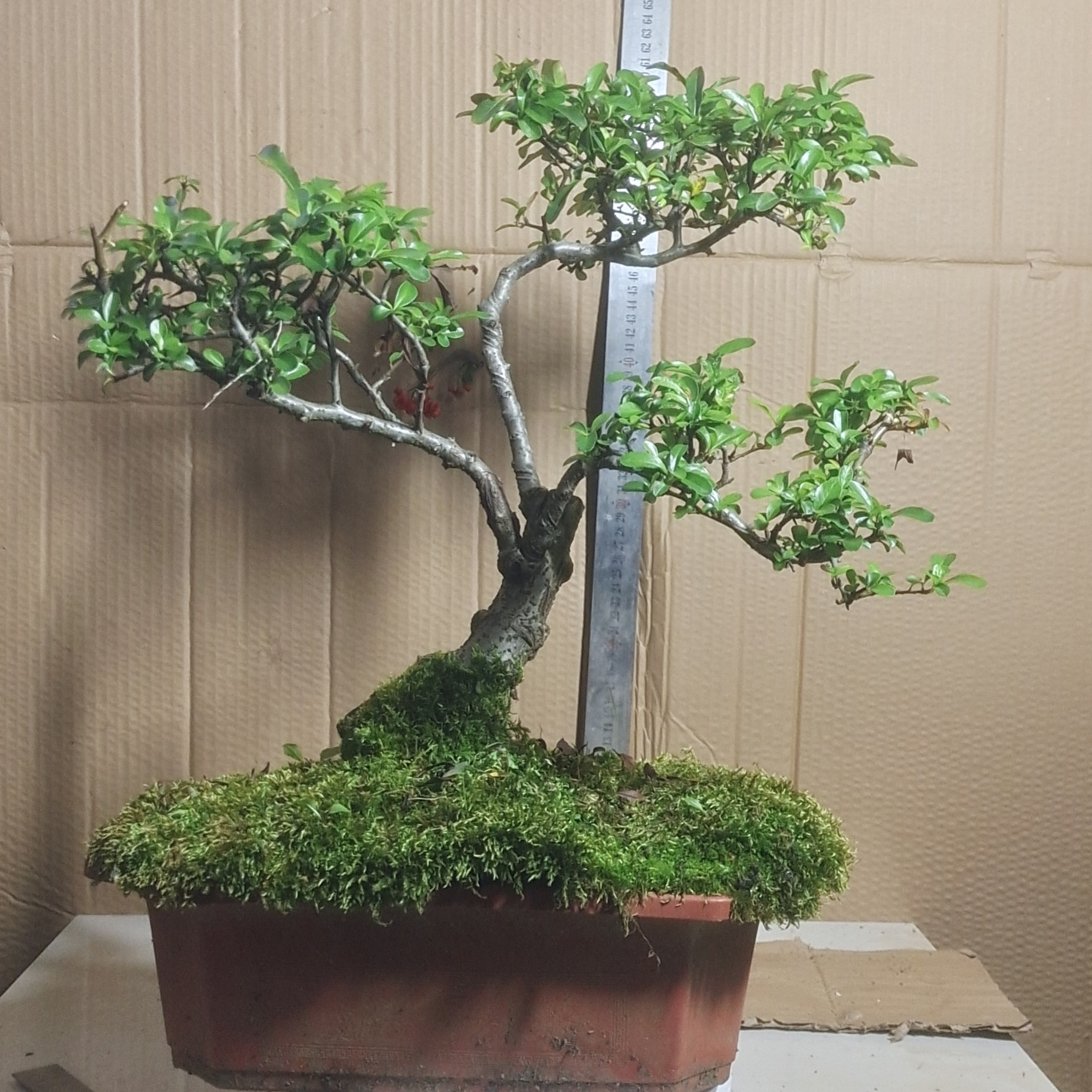 黄果火棘熟桩火棘盆景素材阳台盆栽办公室客厅摆件室内桃树苗