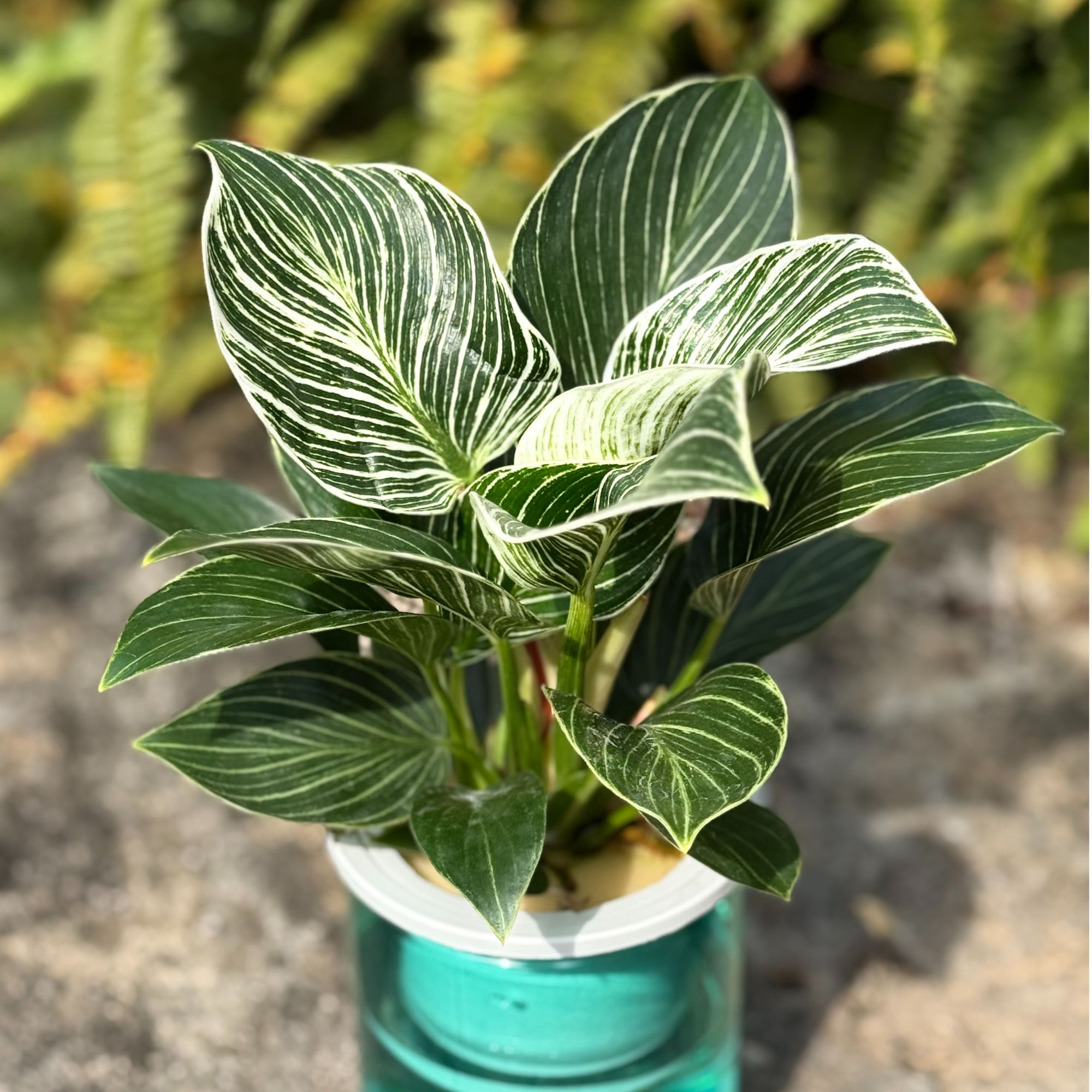 精品水培铂金钻绿植室内好养活净化空气