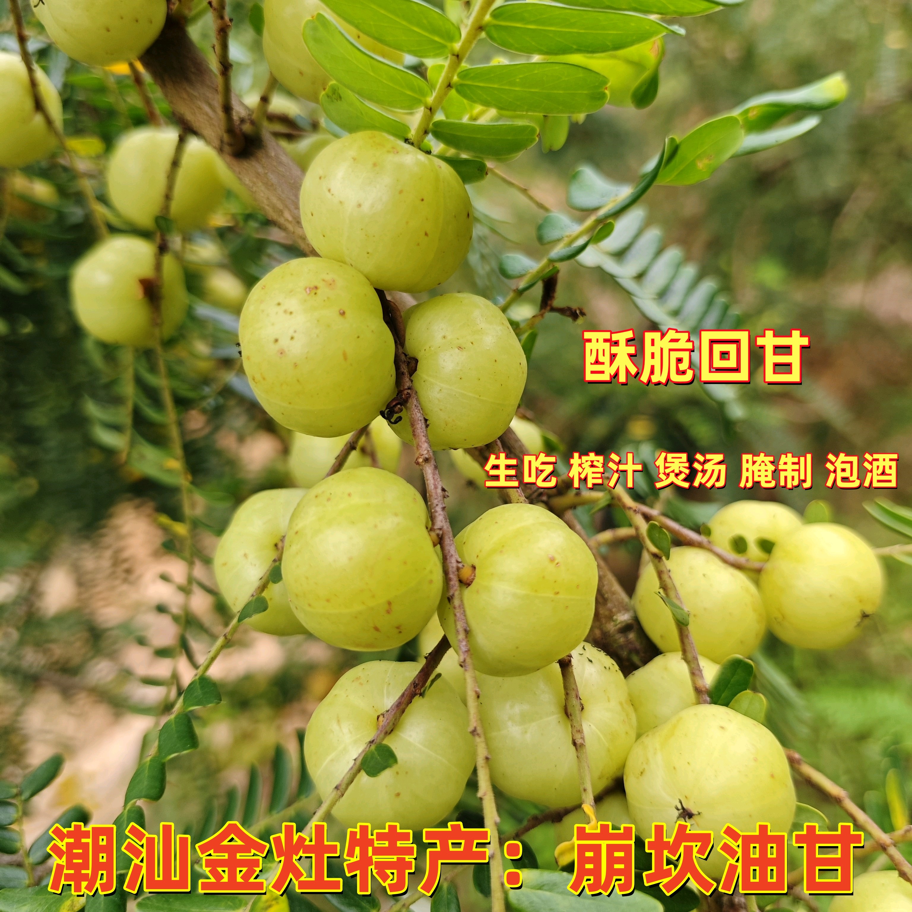 潮汕金灶 崩坎油甘果 二斤装