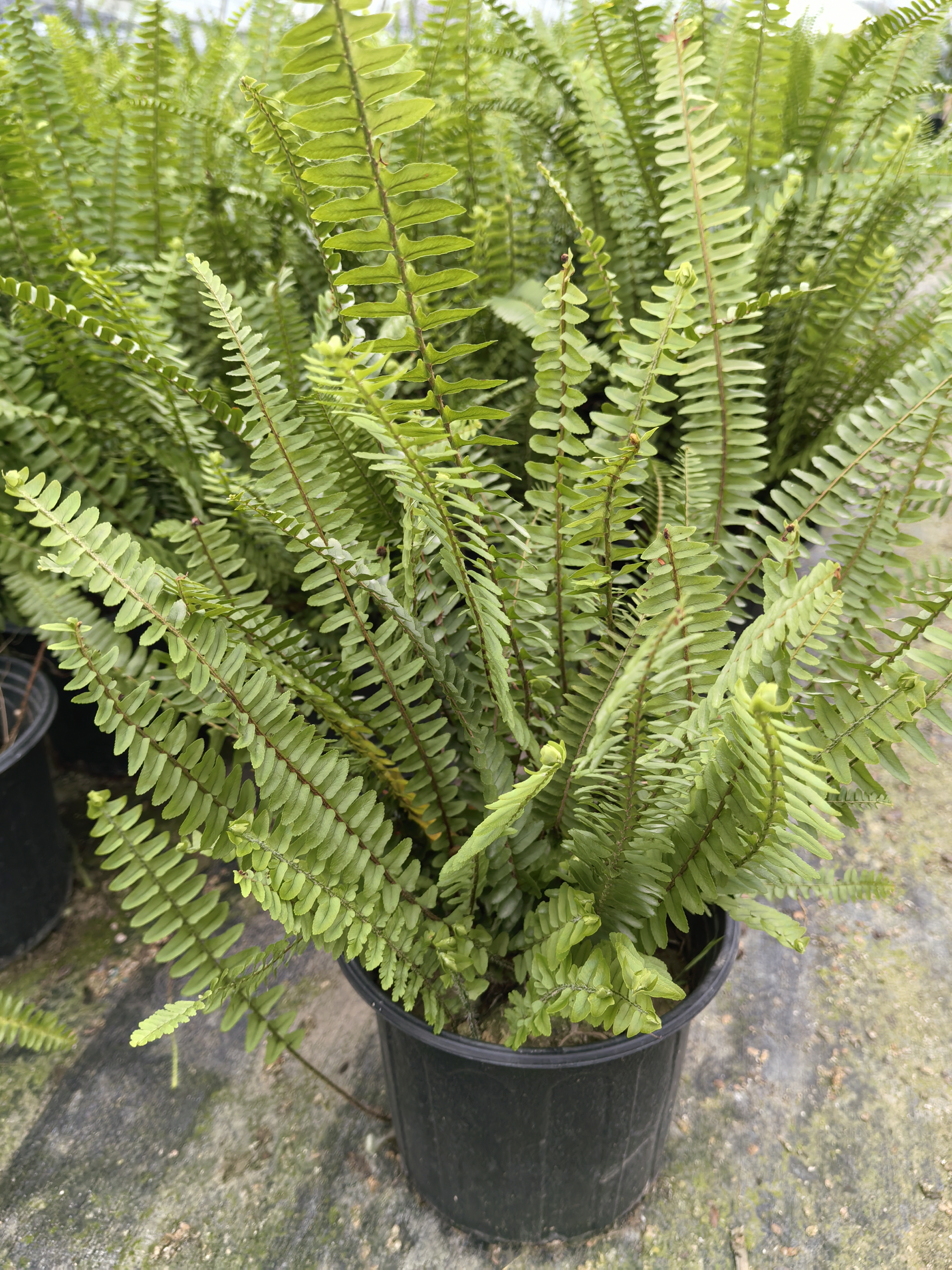 肾蕨盆栽室内客厅净化空气四季常青好养耐阴绿植