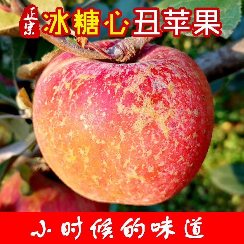 正宗昭通红富士冰糖心丑苹果新鲜水果现摘当季脆甜苹果整箱包邮