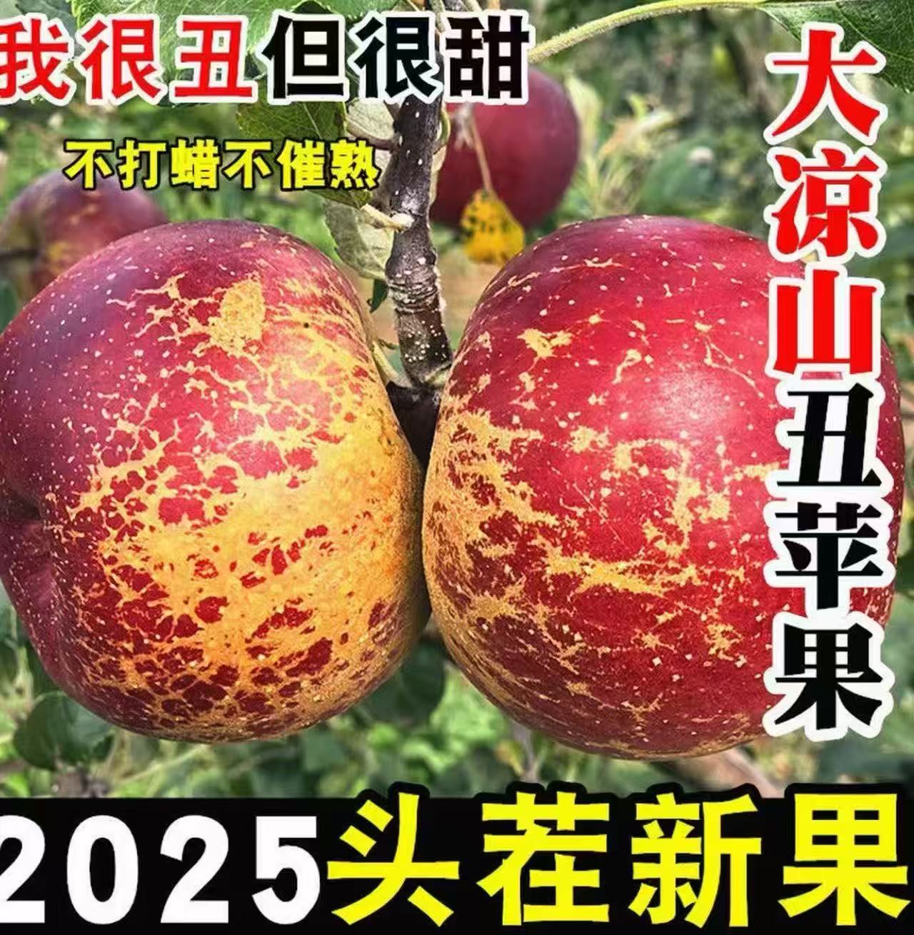 XY四川大凉山盐源丑苹果冰糖心红富士新鲜现摘水果