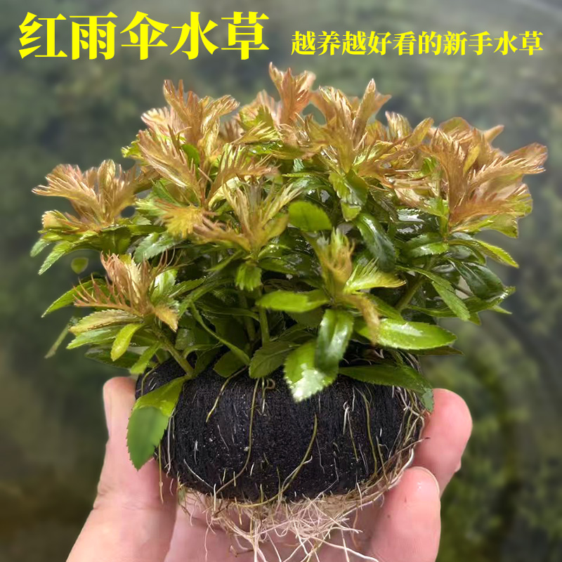 红雨伞鱼缸水草净水水草鱼缸造景淡水植物中后景好养易活