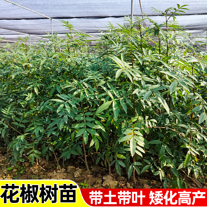四川九叶青花椒苗树大苗盆栽地栽四季种植果树苗庭院树苗基地直发