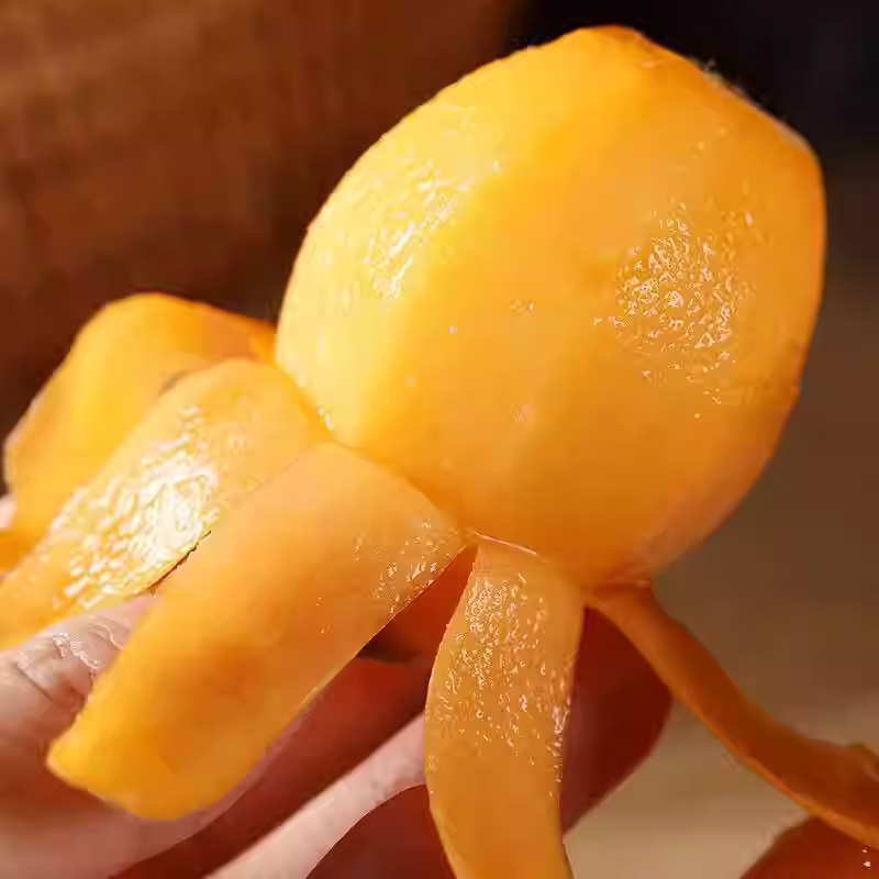 【白帝枇杷】庭院花盆屋前后容器苗甜度高晚熟品种