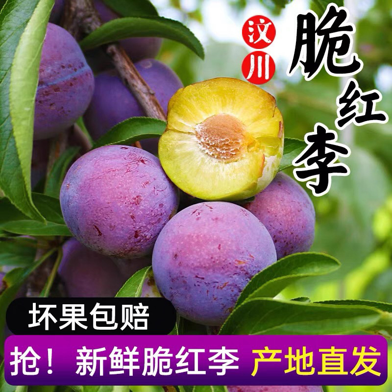 四川阿坝州汶川茂县脆红李脱骨新鲜现摘脆甜多汁水果