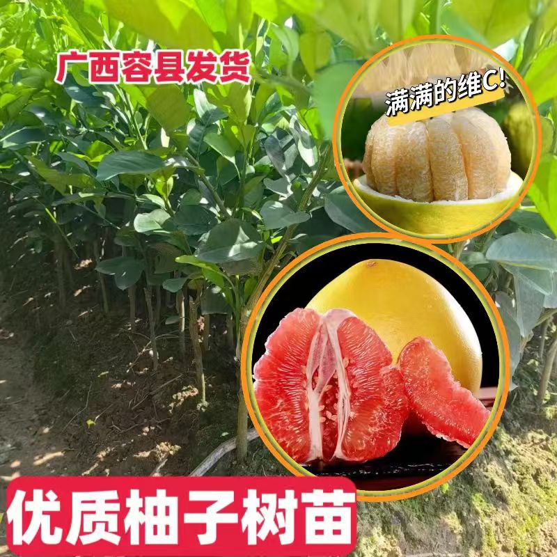 广西容县沙田柚树苗红心蜜柚树苗正品柚子嫁接树苗南方种植纯甜