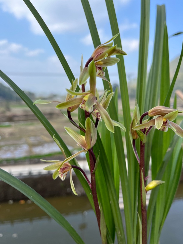 云南腾冲本地绿兰.送春(临时链接请勿拍)