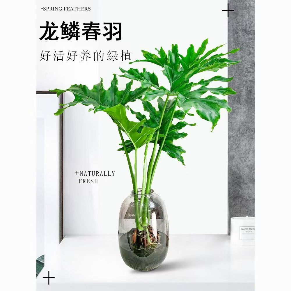 水培春雨大肚瓶两株苗桌面盆栽40-50公分四季常青净化空气