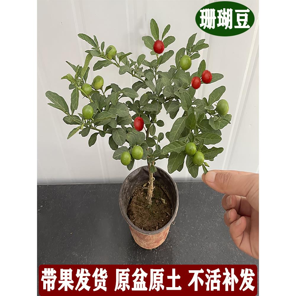 珊瑚樱盆栽冬珊瑚室内阳台盆栽珊瑚豆吉庆果开花观果四季花卉植物