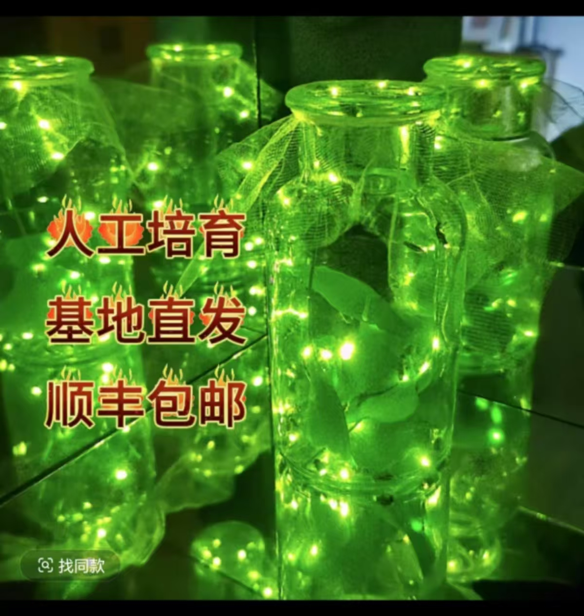 人工养殖萤火虫 夜精灵顺丰包邮送营养瓶