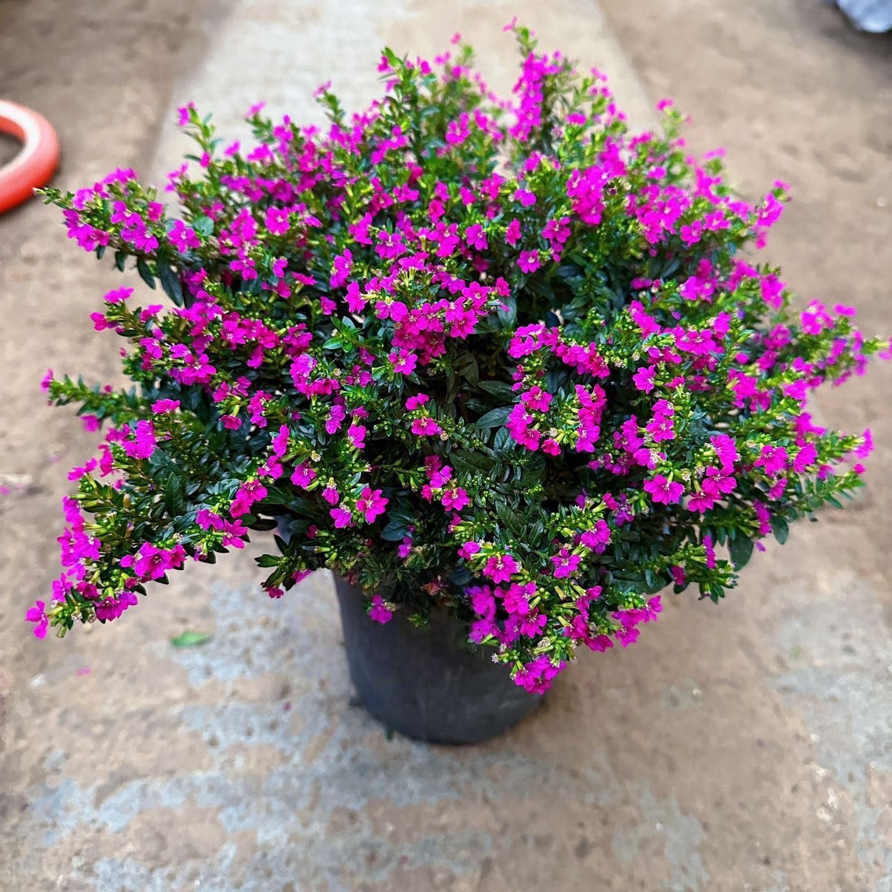 满天星盆栽绿植带花苞室内客厅阳台庭院好养花卉