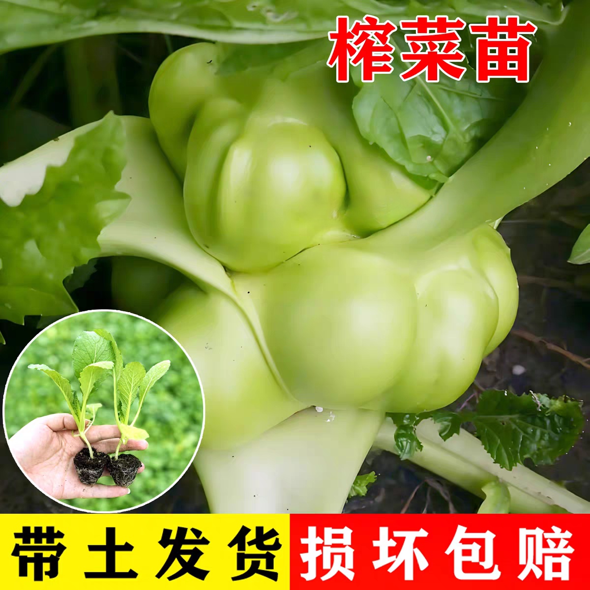 榨菜苗秧苗带土菜心种子大头菜芥菜疙瘩耐寒青头菜腌制咸菜苗菜苗