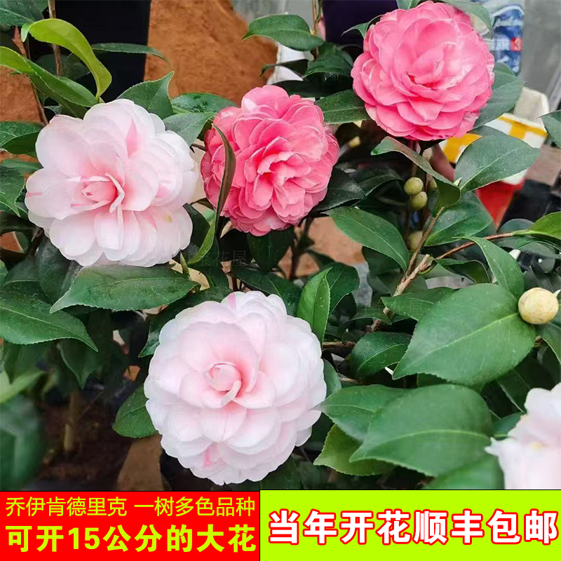 乔伊茶花乔伊肯德里克四季常青重瓣多色开品大花百变女王阳台盆栽