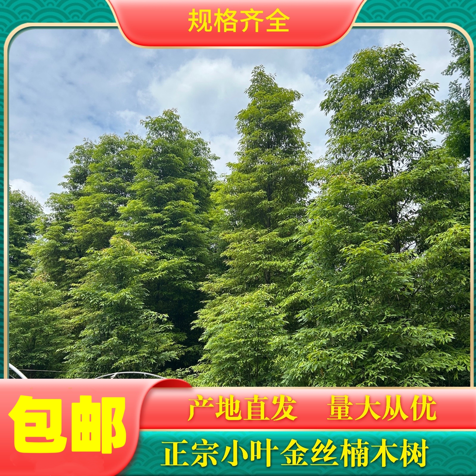 【公分树】正宗小叶桢楠金丝楠木庭院植物地栽观赏带土带叶发货包邮