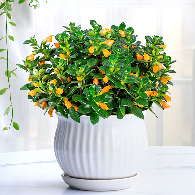 金鱼花吊兰盆栽带花苞室内四季常青绿植花卉