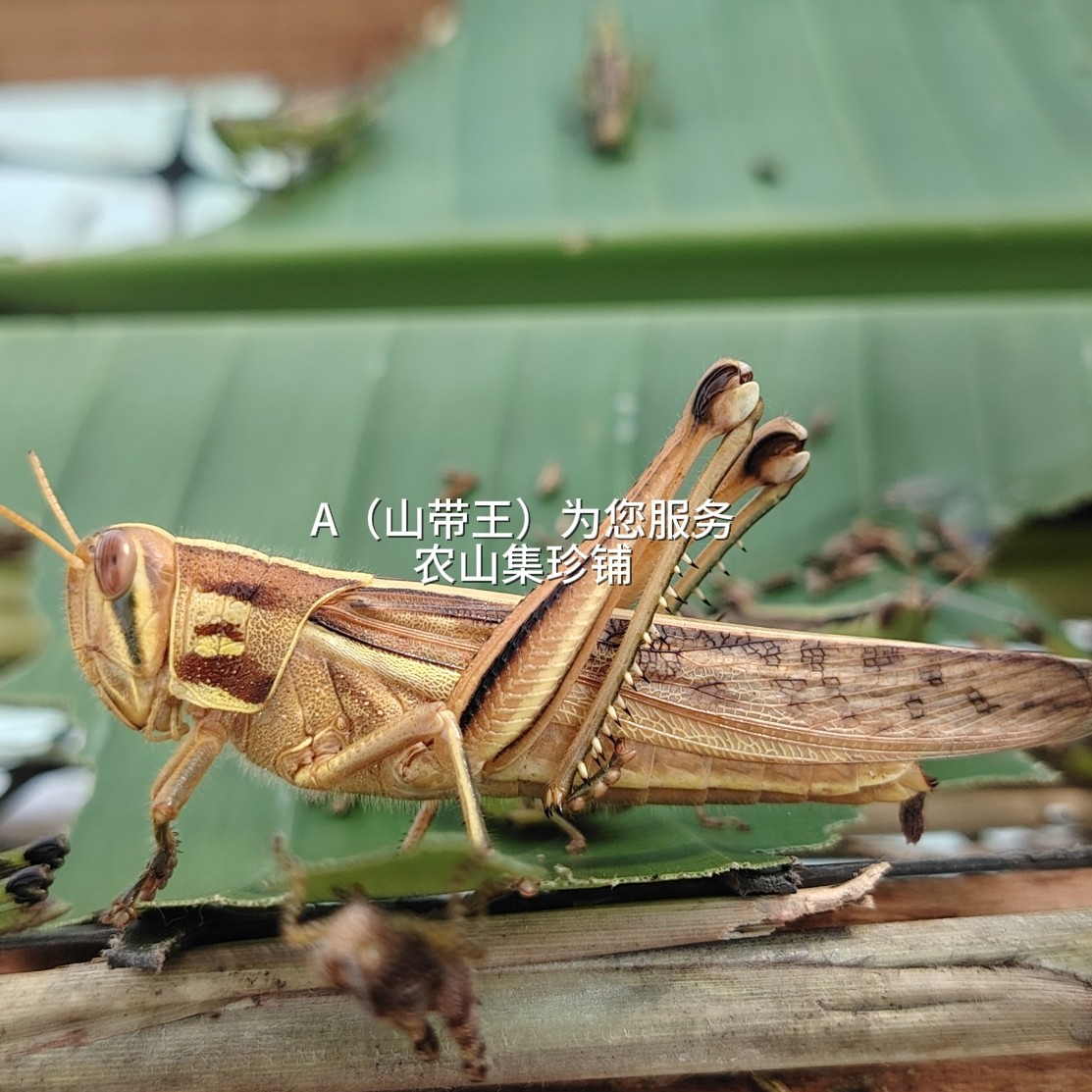野生大花面活虫活体丁蜢花腿画眉提性鸟食斗鸟比赛虰蜢壮膘收身