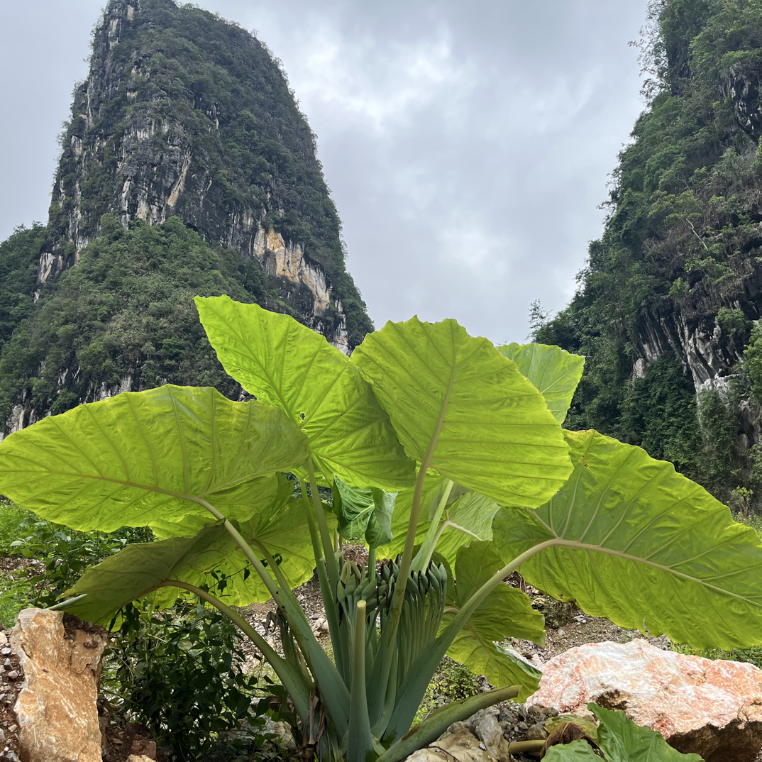 大型象耳芋盆栽可水土培适合室内外净化空气观叶植物象耳芋直播间