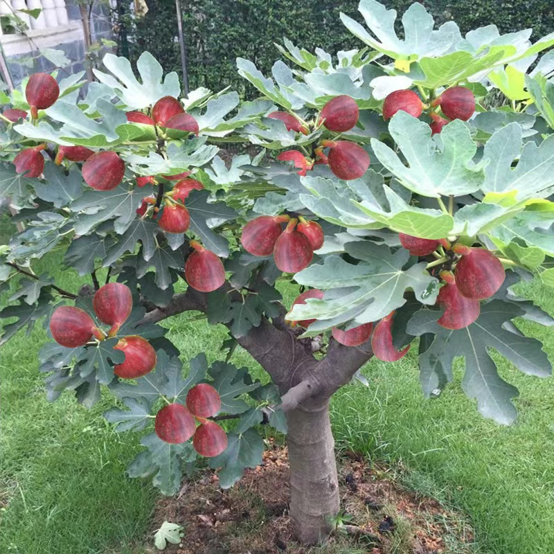 无花果苗树苗地栽盆栽南方北方种植特大波姬红四季无花果当年结果