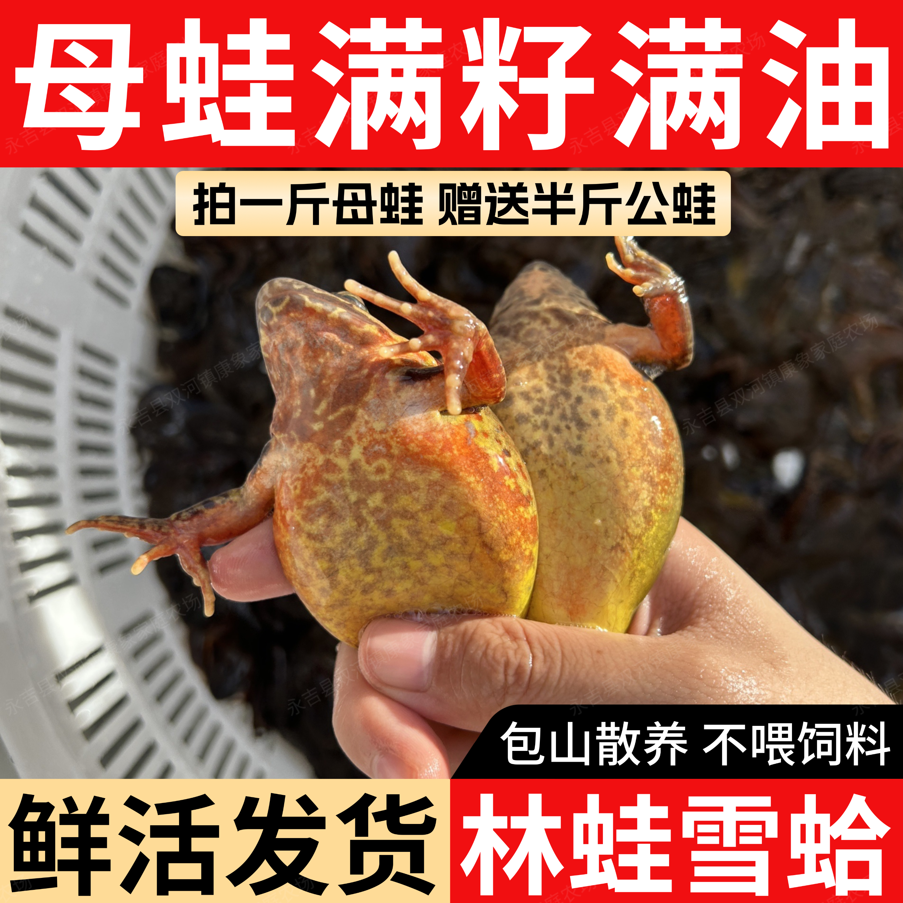 东北林蛙 河鲜  长白山母豹子满籽满油送东北大酱顺丰包邮