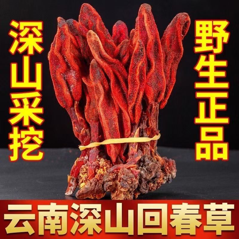 云南野生回春草顶天柱泡水煲汤泡茶泡酒100g/包