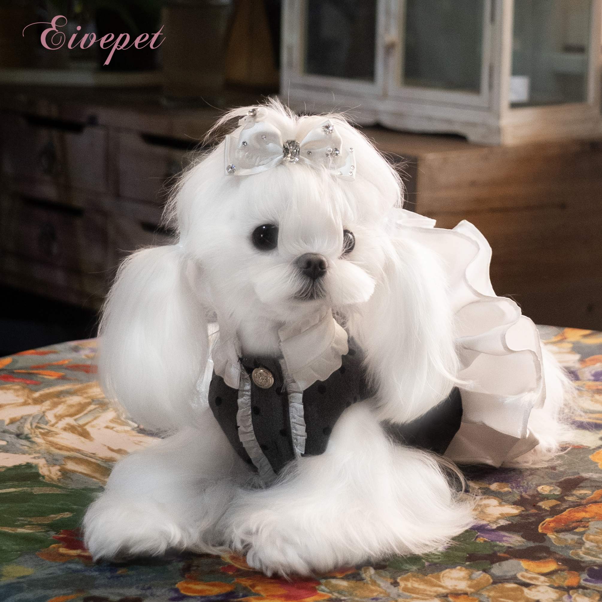 【Eivepet爱宠】珍珠波波狗狗衣服小体狗马尔济斯狗狗衣服秋冬款
