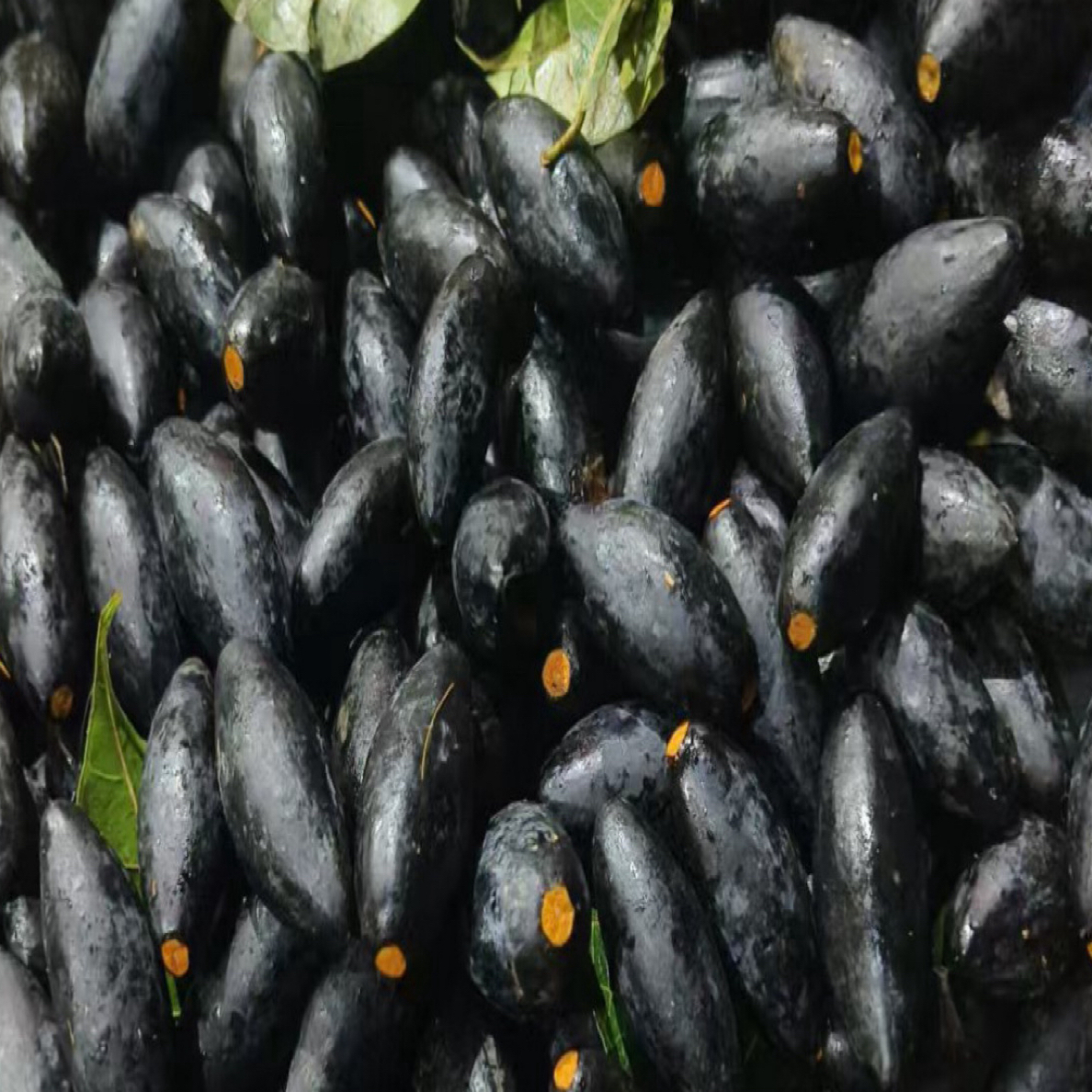 潮汕特产  老树软枝乌油榄  净重一斤