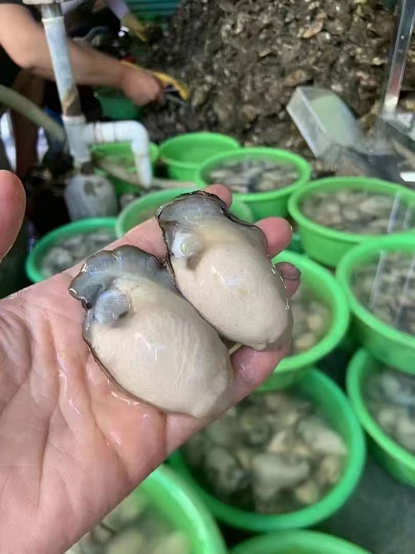 3斤包邮海蛎肉新鲜现翘鲜活去壳汫洲食用海鲜水产大牡蛎纯蚝肉