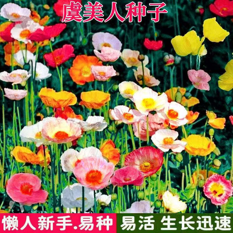 虞美人种子混色冰岛虞美人花种子春秋季播种庭院室外耐寒花种籽