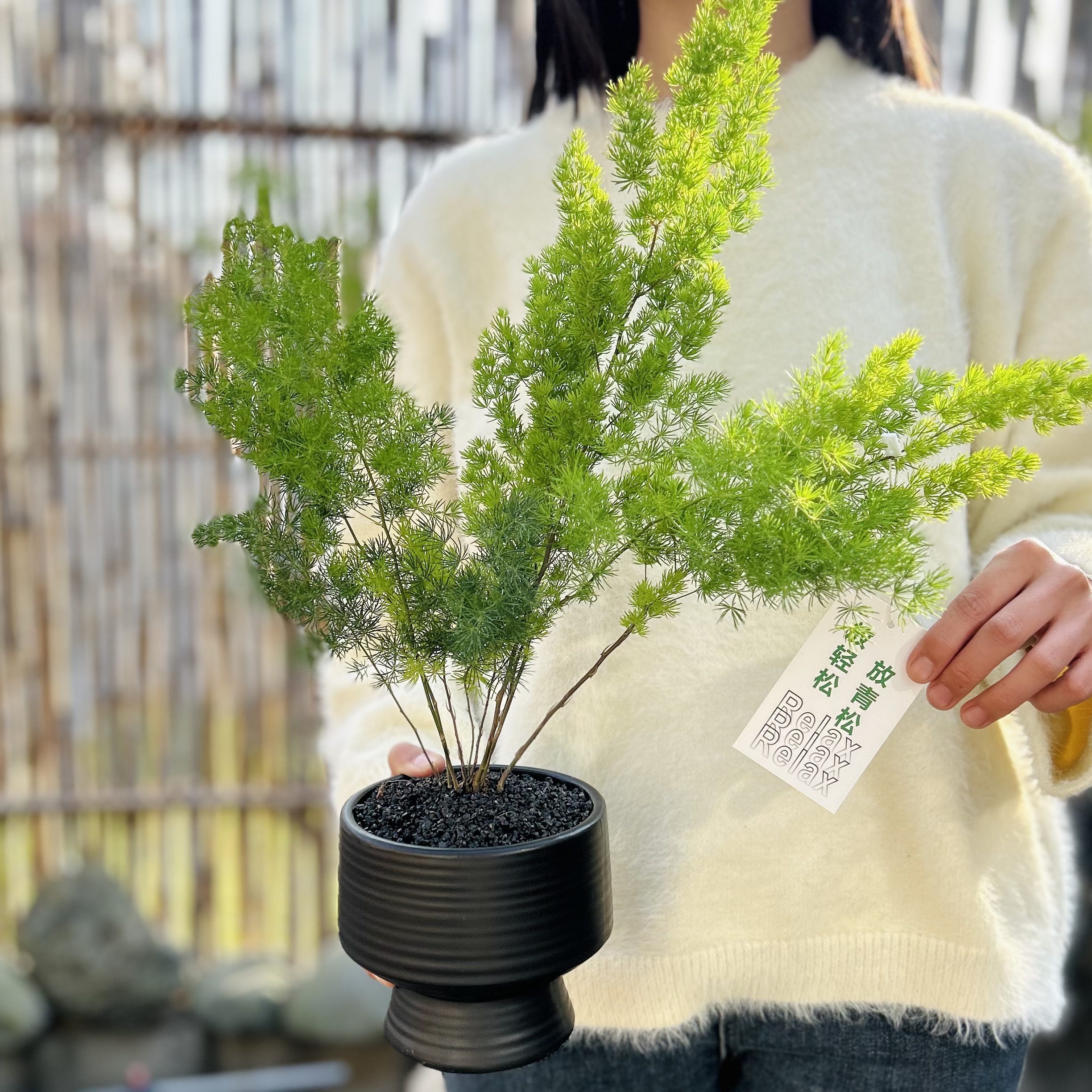 蓬莱松放青松轻松盆栽盆景室内客厅办公室桌面观叶趣味花卉绿植