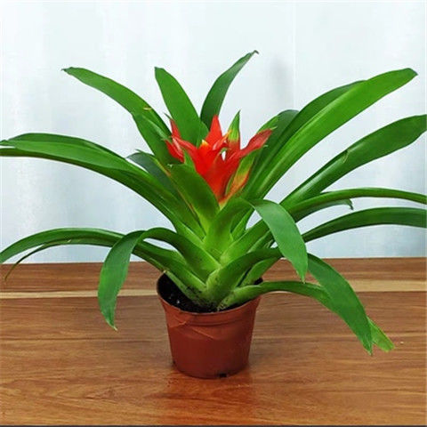 【鸿运当头】小红星盆栽室内客厅办公室家用净化空气