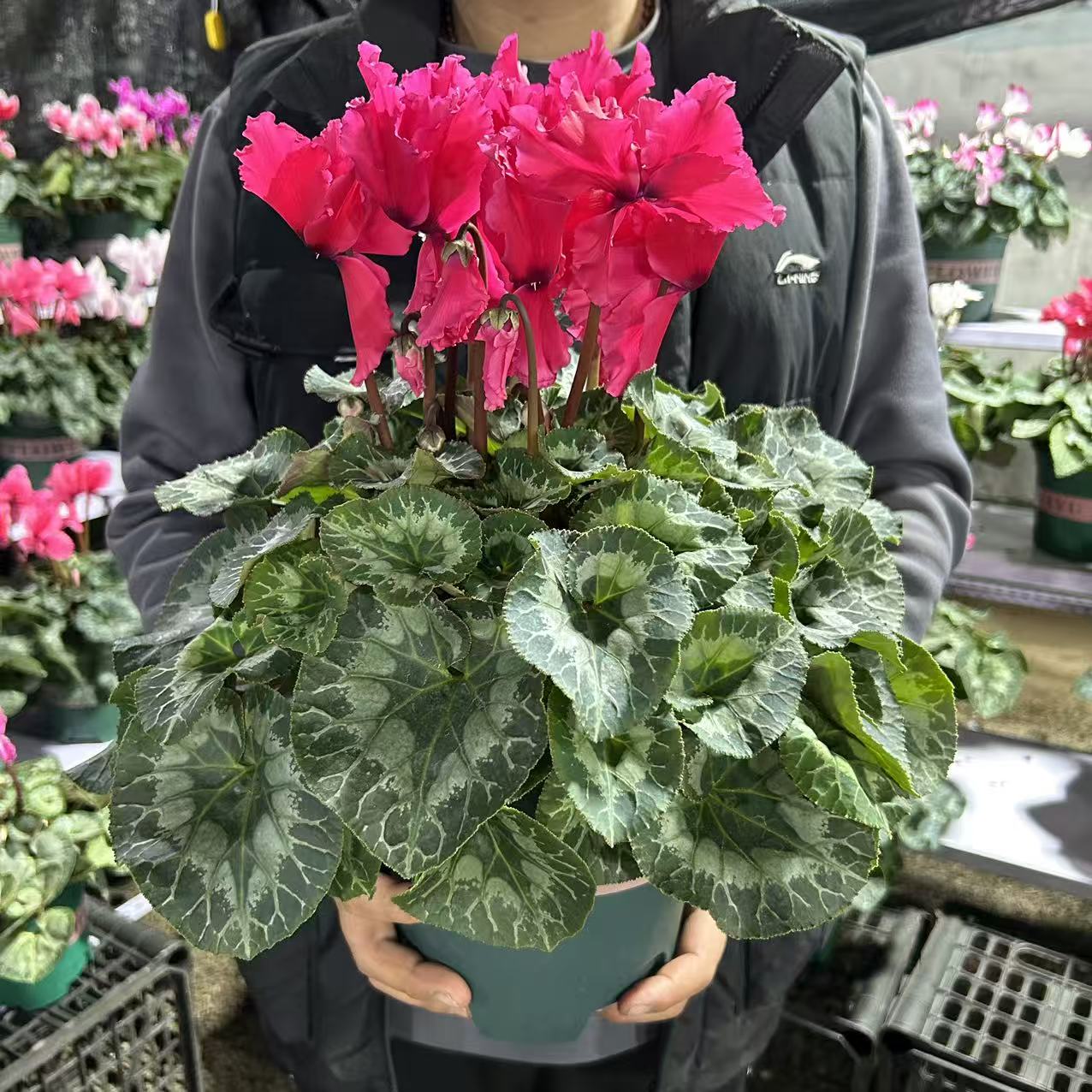 裙边大花仙客来带花苞盆栽18号大盆（换盆不售后）不拍保温冻坏不赔