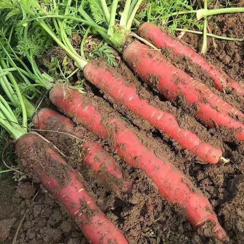 沙地水果红萝卜②新鲜脆甜可生吃产地直发蔬菜带泥发货
