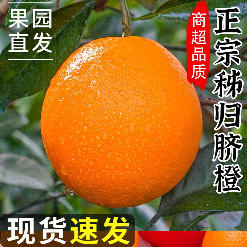 正宗三峡脐橙新鲜现摘香甜产地直发皮薄多汁纽荷尔橙手剥橙子老树