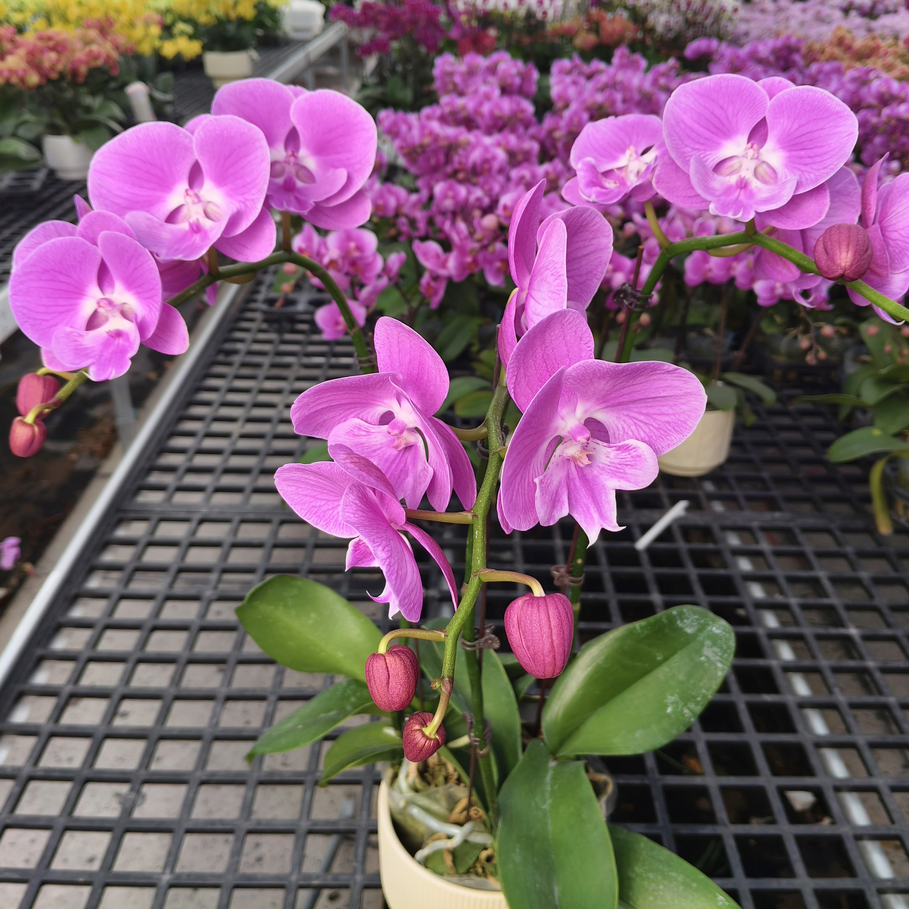 蝴蝶兰【浪漫】花苗盆栽带花剑花苞客厅室内四季好养观赏花卉